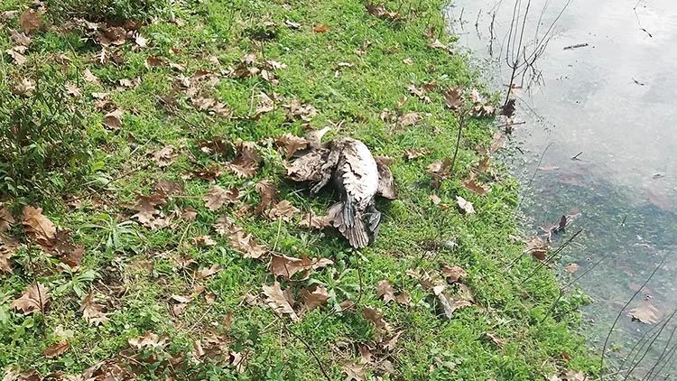 Beykoz’da yaban hayatına darbe vurdular 2 do SAaOkt1Xcz