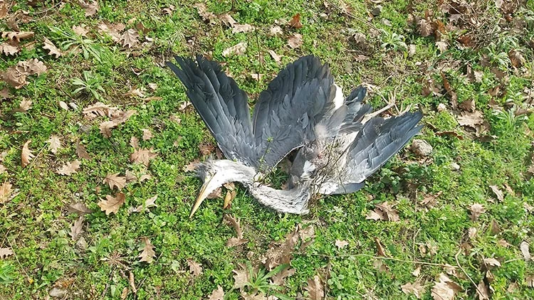 Beykoz’da yaban hayatına darbe vurdular 1