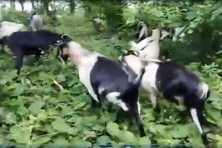 Beykoz’da bir doğa adamı İsa Bayrak 6 doga 5 ujzJXrOIPb