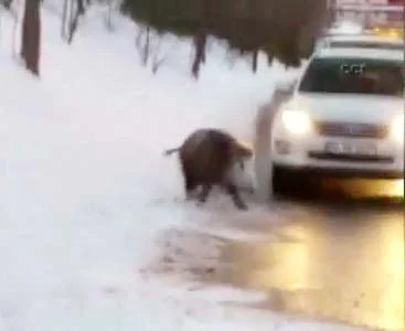 Daha önce Sarıyer sahilinden girip Beykoz sahilinden çıkan domuz Beykoz'da