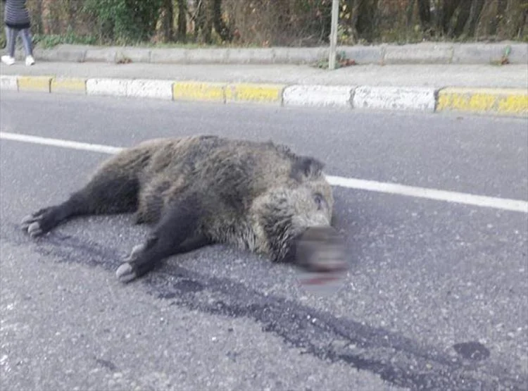 domuz haber 3 sPgACazF0R