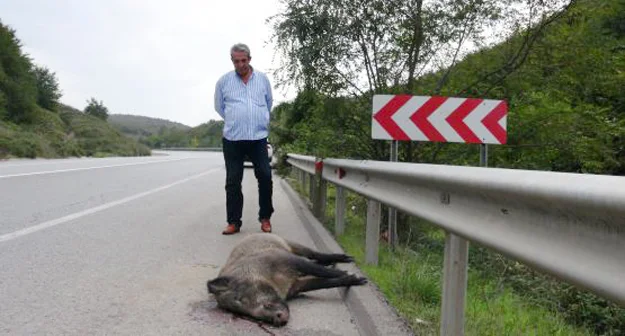 Beykoz Riva yolu  farklı noktada bulunan domuz leşleri, görenlerin