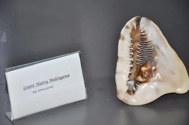 Tüm Türkiye'de olduğu gibi Beykoz'da da 2015-2016 Eğitim ve Öğretim