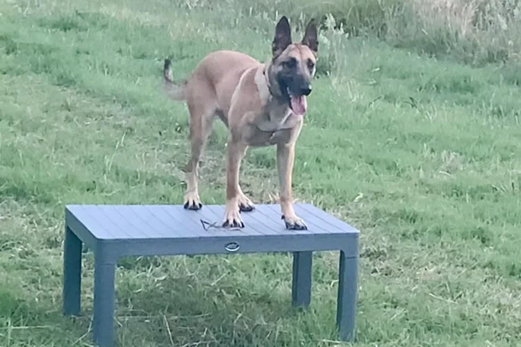 İHH’nın Beykoz’daki arama kurtarma köpeği çakı gibi 1 encil 1 9feNmzovOA