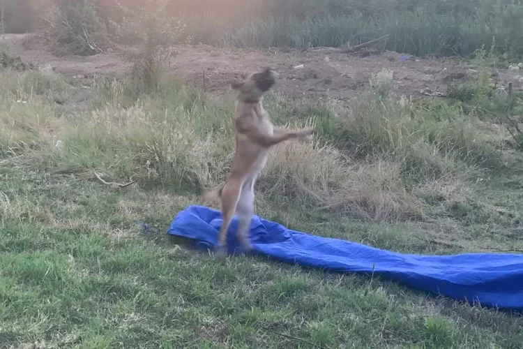 İHH’nın Beykoz’daki arama kurtarma köpeği çakı gibi 3 encil 3 i5KcHN74X2