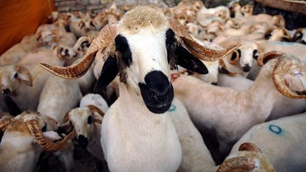 Beykoz Bеlеdiyеsi Anadolu yakasının en büyük kurban satış vе kesim