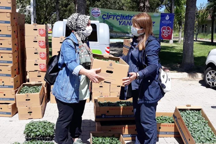 İBB Beykoz’da 15 mahallede, 82 çiftçiye toplam 361.000 fide dağıtımına