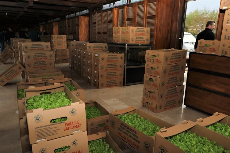 Beykoz'da çiftçiye 4 mevsim fide desteği 2 fide3 BVensunWjG