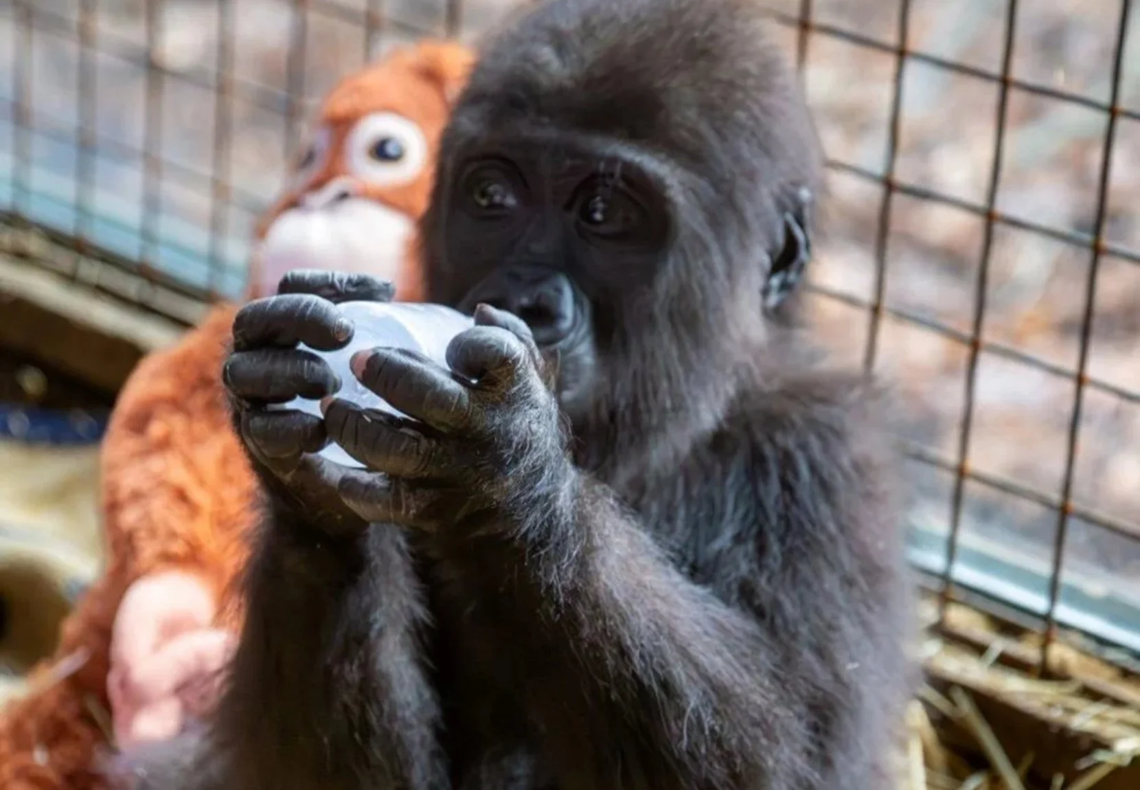 Beykoz'da koruma altına alınan gorilin adı Zeytin oldu 1 g 3jut8mD92P