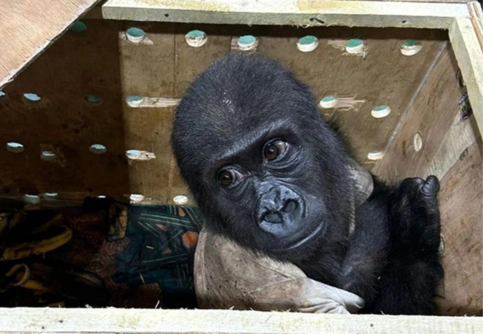 İstanbul Havalimanı'nda yasa dışı yollarla yurda sokulmaya çalışılırken yakalanan ve