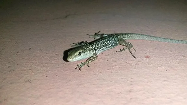 İstanbul’un en sakin ilçelerinden biri olan Beykoz’un aslında oldukça hareketli