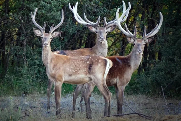Türkiye genelinde sayıları 90 olan kızıl geyiklerin 14 tanesi Beykoz