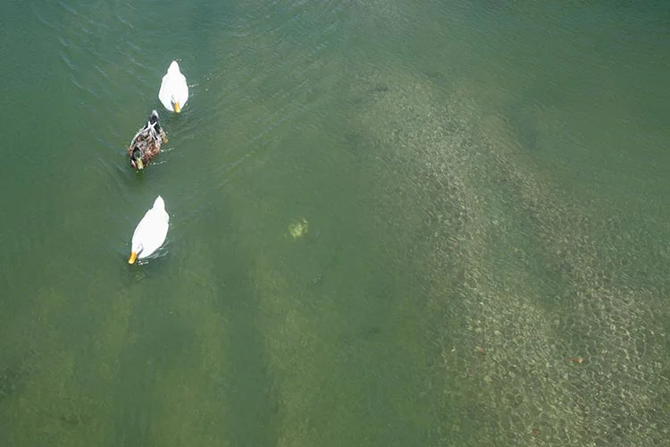 Beykoz’da son günlerde yaşanan Riva Deresi tartışmasıyla birlikte, Göksu Deresi