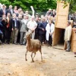 Beykoz Polonezköy'de 4 adet geyik ve 20 adet sülün, renkli