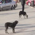 İstanbul’un değişik yerlerinden kapalı kasa kamyonlarla Beykoz’un kırsal bölgelerine bırakılan