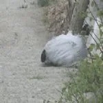 Üç gün önce Yenimahalle’de çuval içinde ölü olarak bulunan kadının