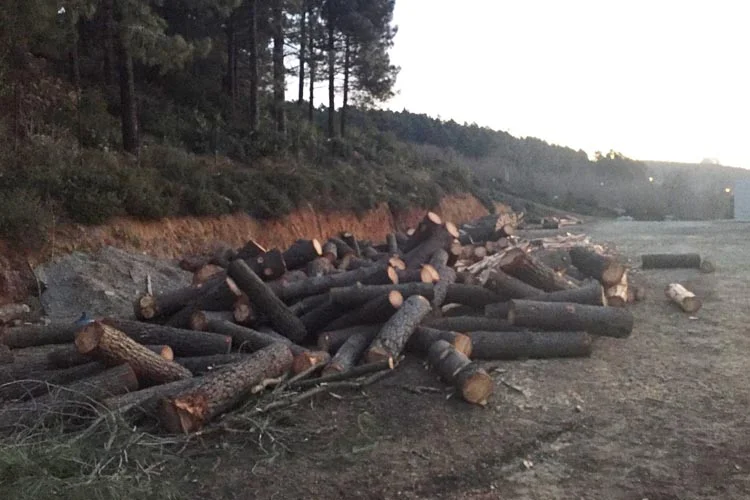 Beykoz Karlıtepe Mesire Alanı'nda ne oluyor? 4 haber 2 zYq4X059qW