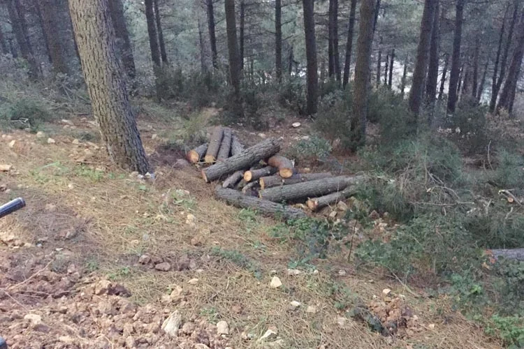 Beykoz Karlıtepe Mesire Alanı'nda ne oluyor? 3 haber 5 I2kMDGzq7P