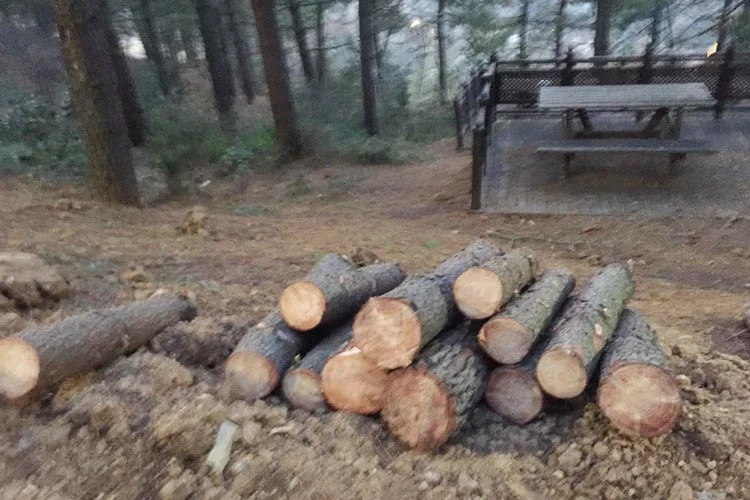 Beykoz Karlıtepe Mesire Alanı'nda ne oluyor? 1