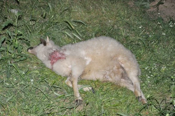 Hayvansever bile 'PES' dedi 2