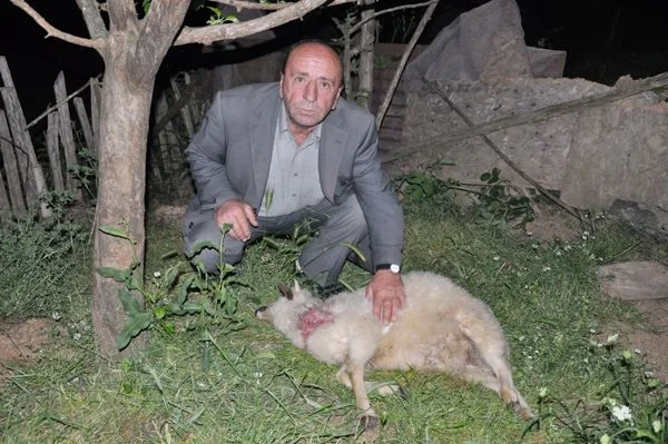 Hayvansever bile 'PES' dedi 3 haci mehmet alibahadir ko oXzn5SRsqj