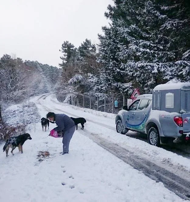 Beykoz Belediyesi veteriner ekipleri tarafından kısırlaştırılan, tedavi edilen, aşılanan, kulak