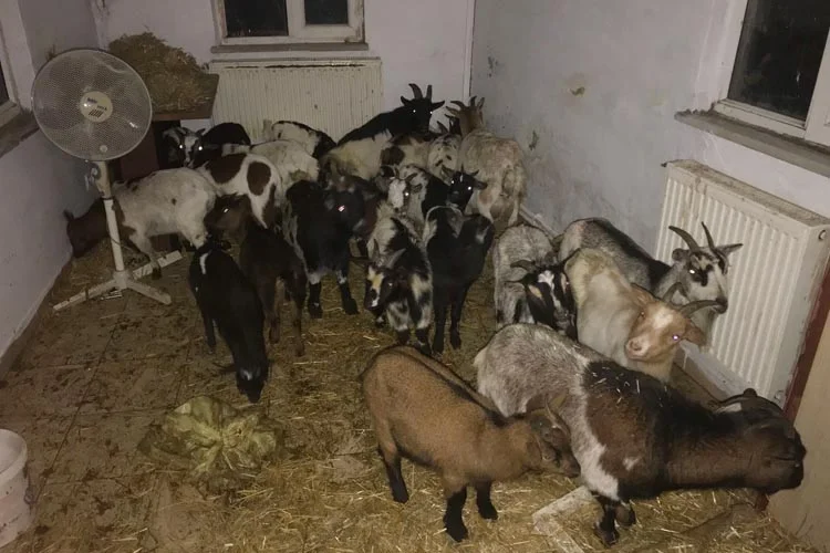 Edirne'deki uygulama sırasında, ülkeye kaçak yollarla sokulduğu anlaşılan hayvanlar Beykoz