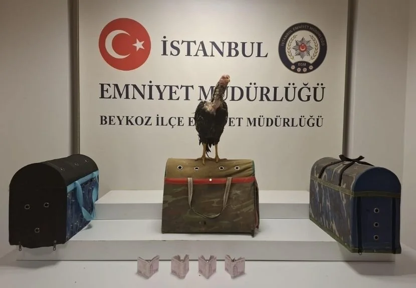 Beykoz Mahmutşevketpaşa Mahallesi'nde horoz dövüşü yapılan yere baskın düzenlendi. 21