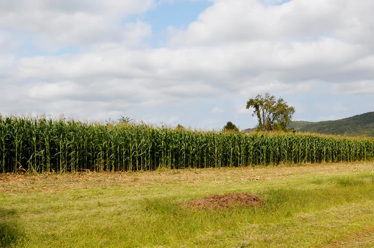 İBB'nin yerli tohumların yaygınlaştırılması amacıyla başlattığı Milli Tarım Yerli Tohum