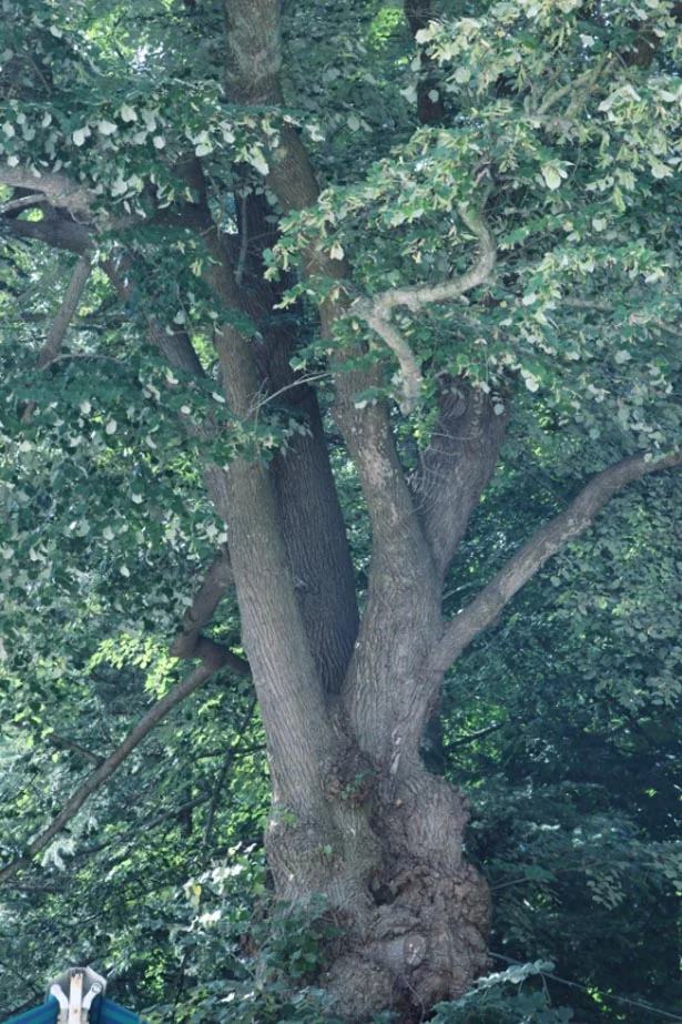 İstanbul'un tarihi nitelik taşıyan ilçelerinden olan Beykoz'un Akbaba mahallesindeki ıhlamur