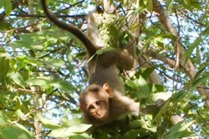 Beykoz'da Sedat Simavi İlköğretim Okulu'nun bahçesine giren maymun, heyecanlı dakikaların