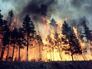 Beykoz Çavuşbaşı ormanlık alanda yangın çıktı. İtfaiyenin havadan ve karadan
