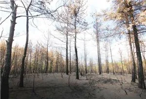 Beykoz'da dört gün art arda çıkan yangınlarda 10 hektar alan