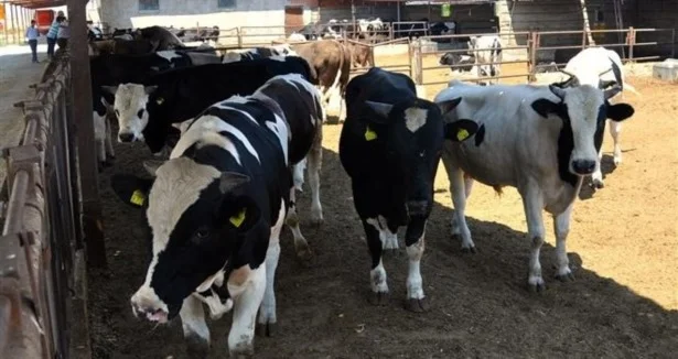 Beykoz'da Kurban fiyatları bu sene nasıl olacak? 5 iste istanbulda kurbanlik fiyat 4gshOH773d