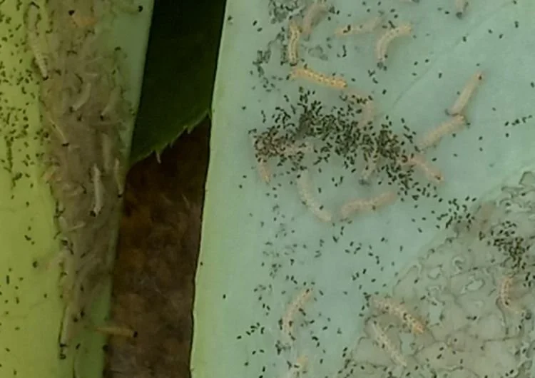 Beykoz'da aralıklarla yaz aylarında görülen tırtıl istilası (hyphantria cunea) Öğümce