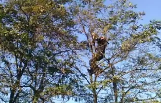 Rüzgarlıbahçe Meltem Sokak’ta ki ağaçta 4 saat mahsur kalan kedi