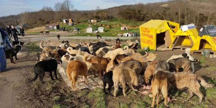 iyi parti beyk kfWGYuCM v