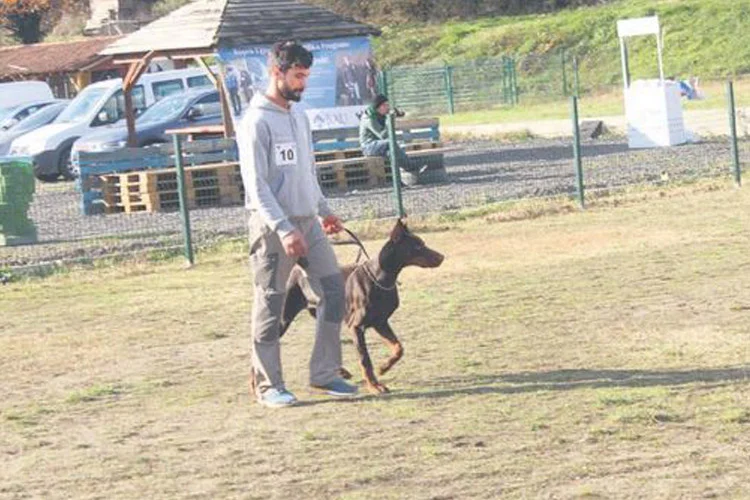 Dedektör köpekler, ‘akademik’ sertifika alabilmek için Beykoz Cumhuriyetköy'de yarıştı. K9’lar