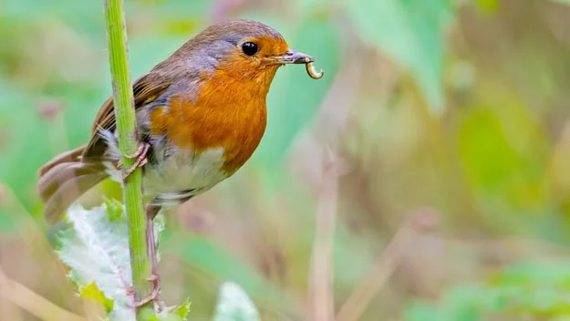 Beykozlu Fotoğraf Sanatçısı Berat Akkaş, ilçedeki ilginç kuş türlerini fotoğraflıyor