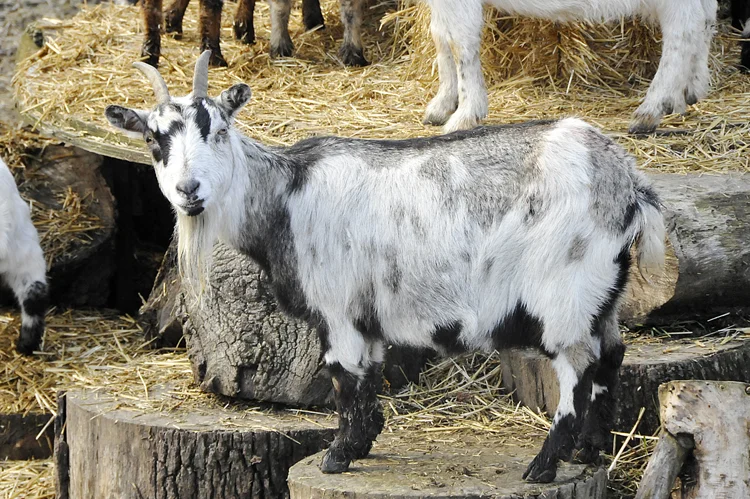 Yasadışı yollarla Türkiye’ye sokulan; aslan yavrusu, keçi, baykuş ve papağan