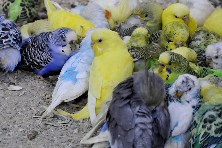 kacakhayvanlarpolonezkoy 267c4u79wN