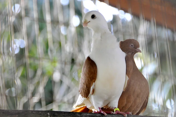 kacakhayvanlarpolonezkoy XGahC2uolN