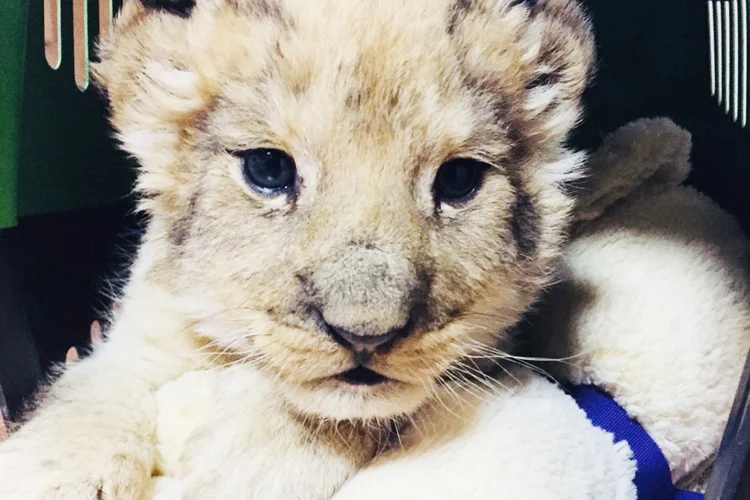 kacakhayvanlarpolonezkoy mR8OUH9wQa