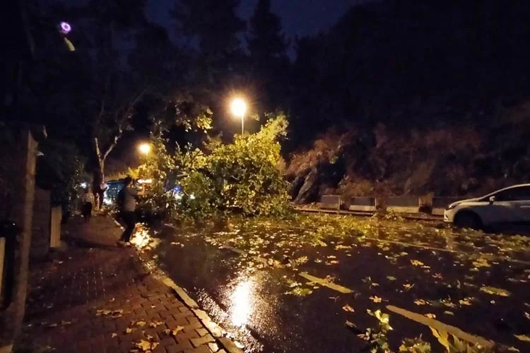 Beykoz Anadoluhisarı'nda çınar ağacı araçların üzerine düştü 2 kan h Q 6zDi RcS