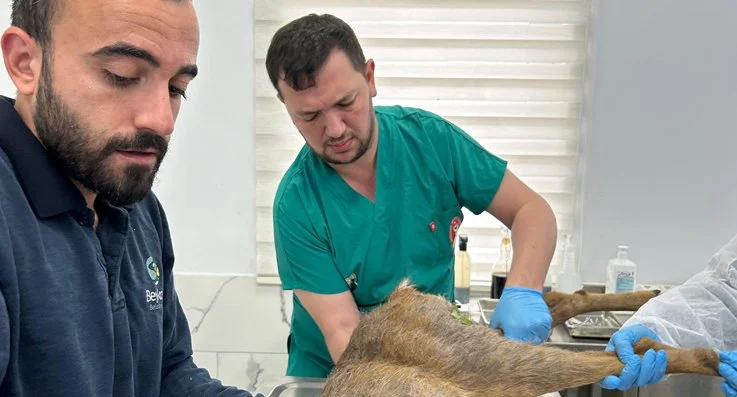 Beykoz Belediyesi ekiplerince yaralı olarak bulunan karaca Hayvan Rehabilitasyon Merkezi'nde