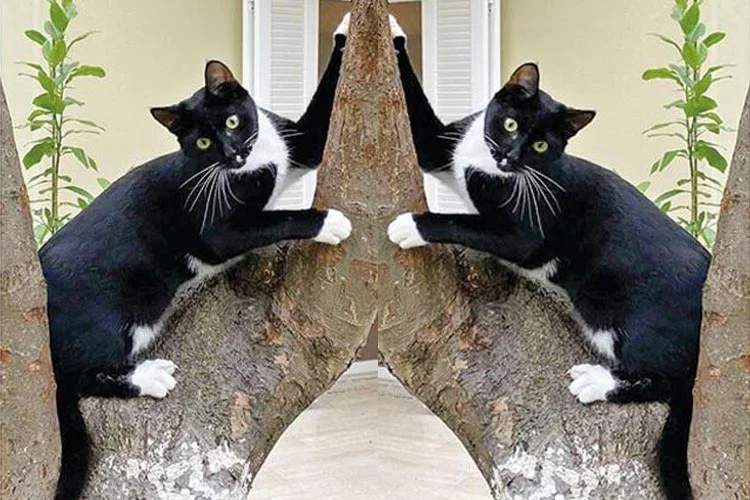 Beykoz Konakları’nda ikamet eden Hürriyet Gazetesi yazarı Ertuğrul Özkök, 8