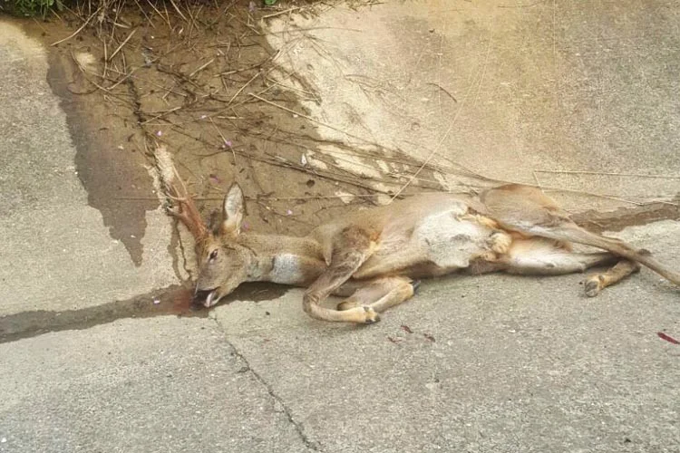 Beykoz Riva Yolu Acaristanbul Mevkii’nde hızla giden bir aracın önüne