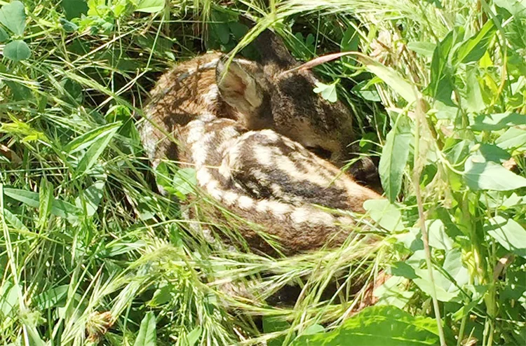 Beykoz Polonezköy’deki Geyik Karaca Üretme Merkezi'nde ikiz karaca yavrusu dünyaya