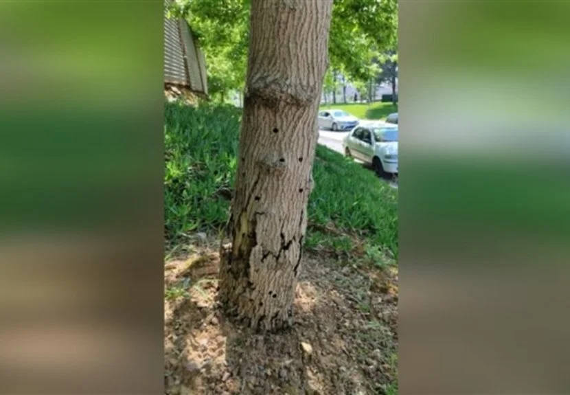 Kavacık Mahallesi'nde tespit edilen hasta ağaçlar, bölgedeki diğer ağaçları korumak