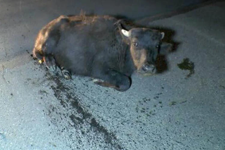 Beykoz Riva'da dün gece saatlerinde motosiklet sürücüsü Oktay Gül, yolda